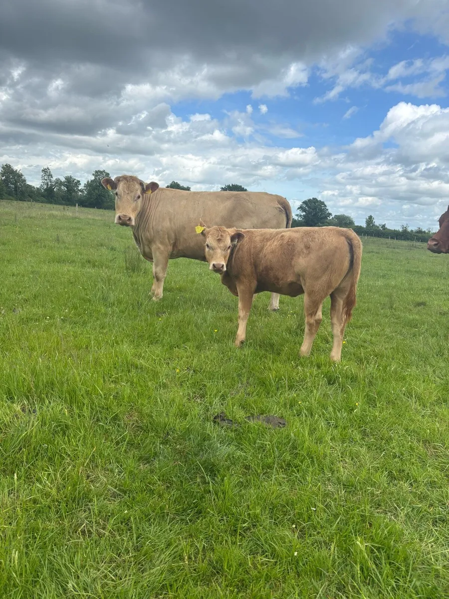 3 charlaois cows with strong calves at foot - Image 2