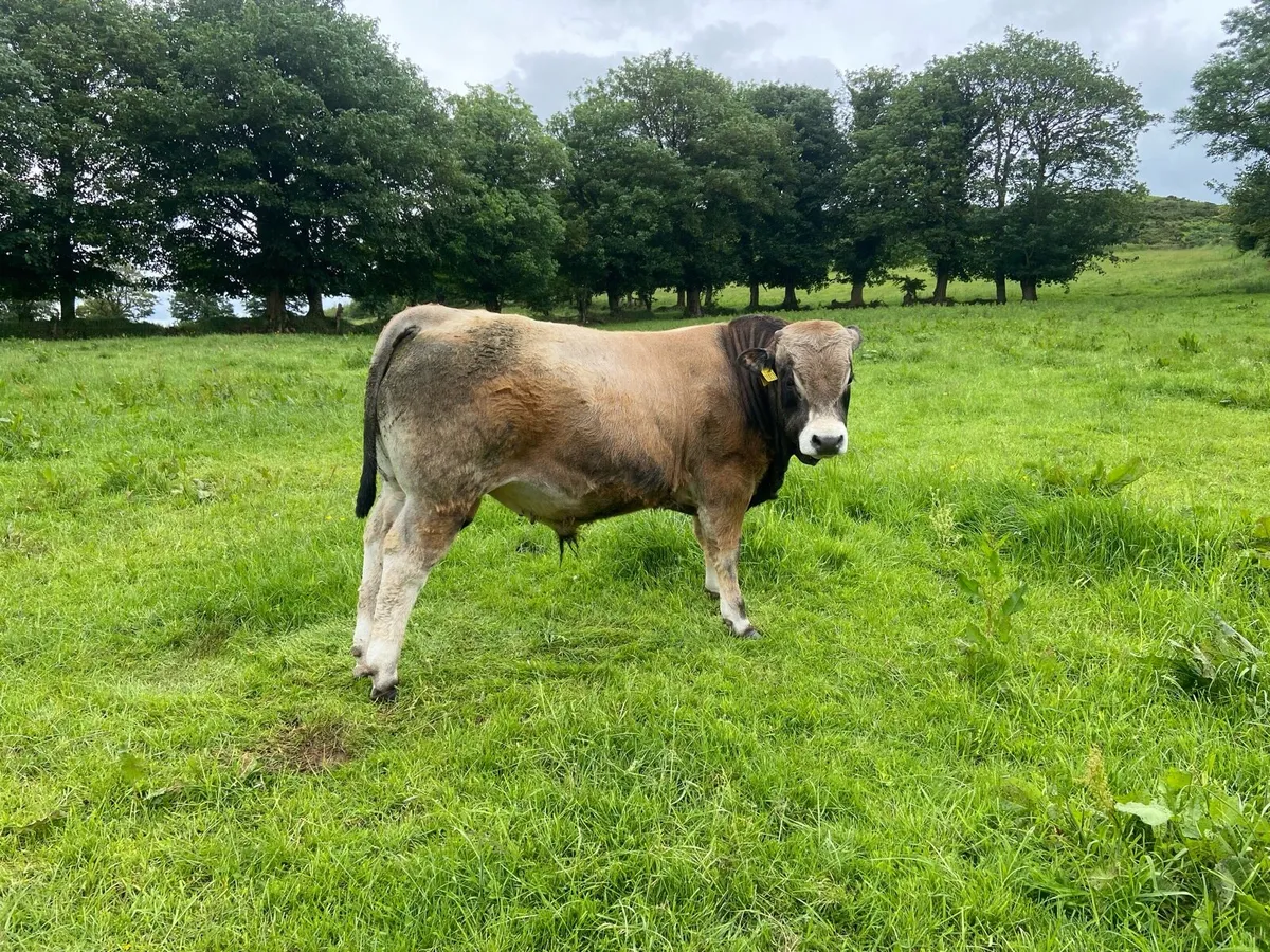 Pedigree Aubrac bull - Image 3