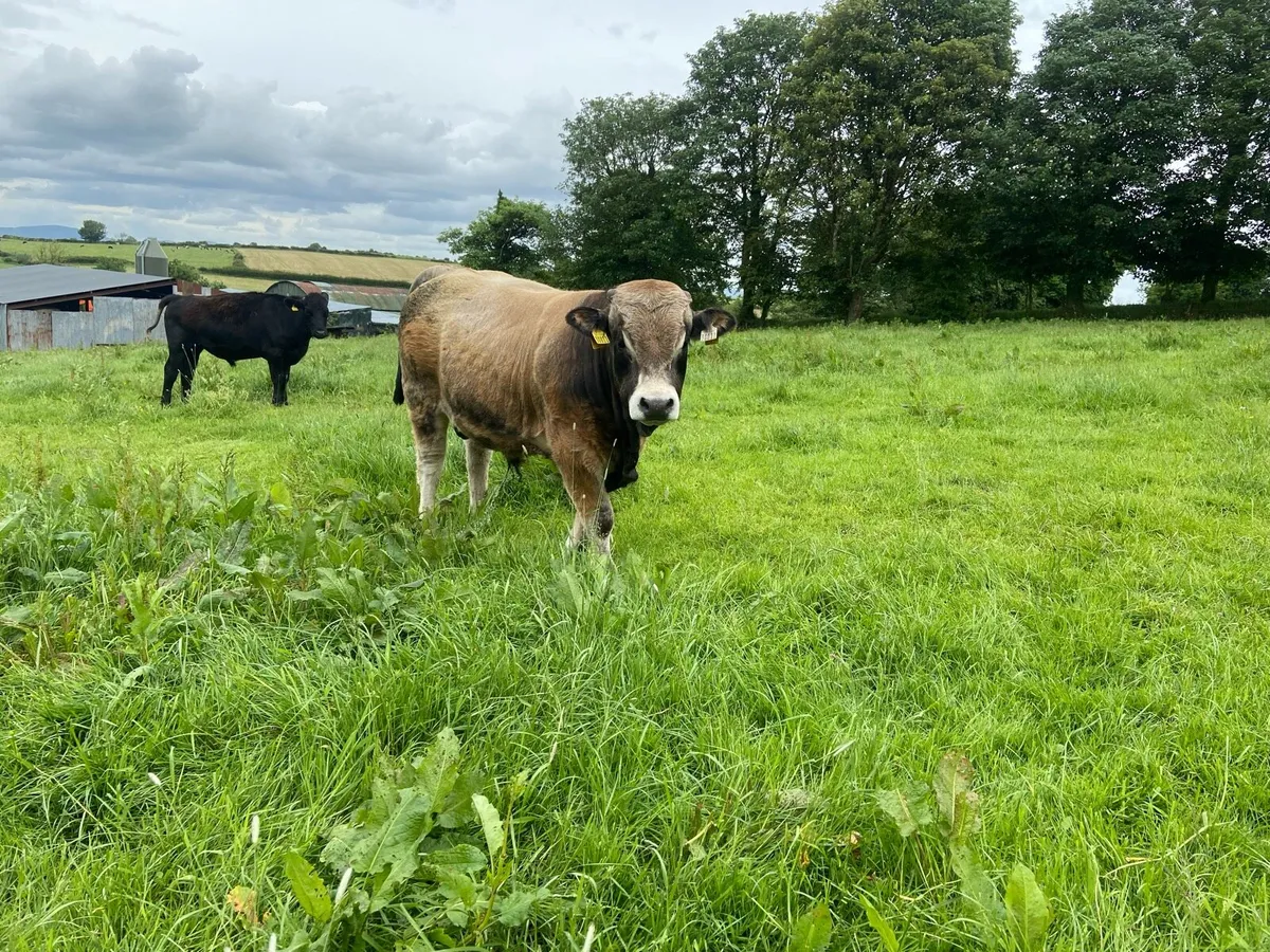 Pedigree Aubrac bull - Image 2