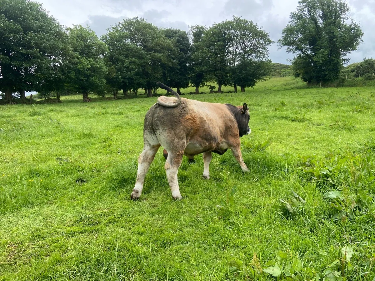 Pedigree Aubrac bull - Image 4