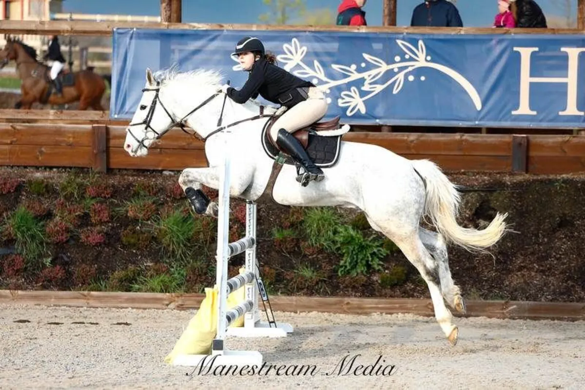 Smashing showjumper - Image 2