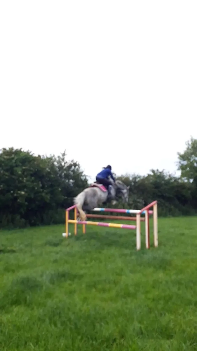 Smashing showjumper - Image 4