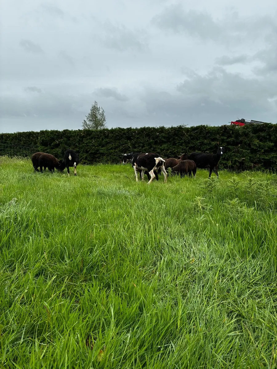 Zwartable ewes - Image 3