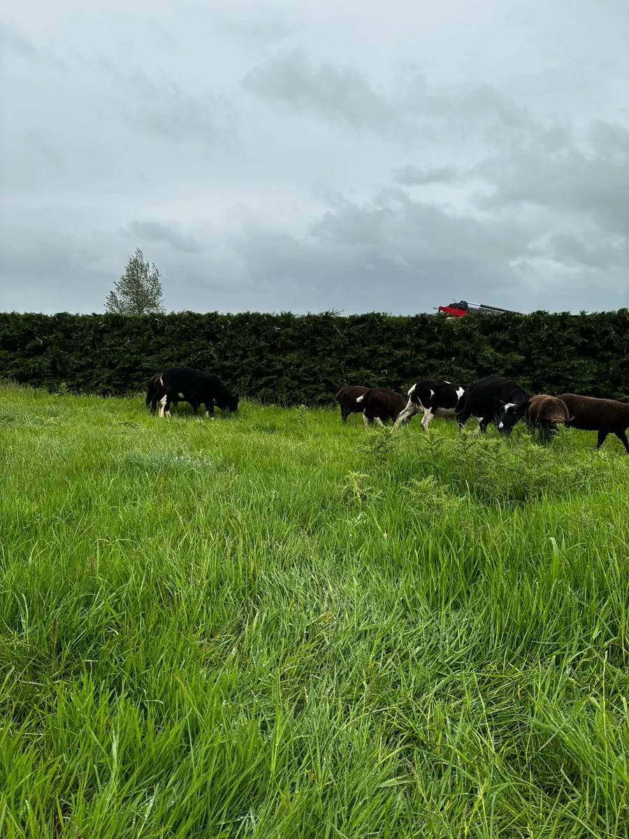 Zwartable ewes - Image 4