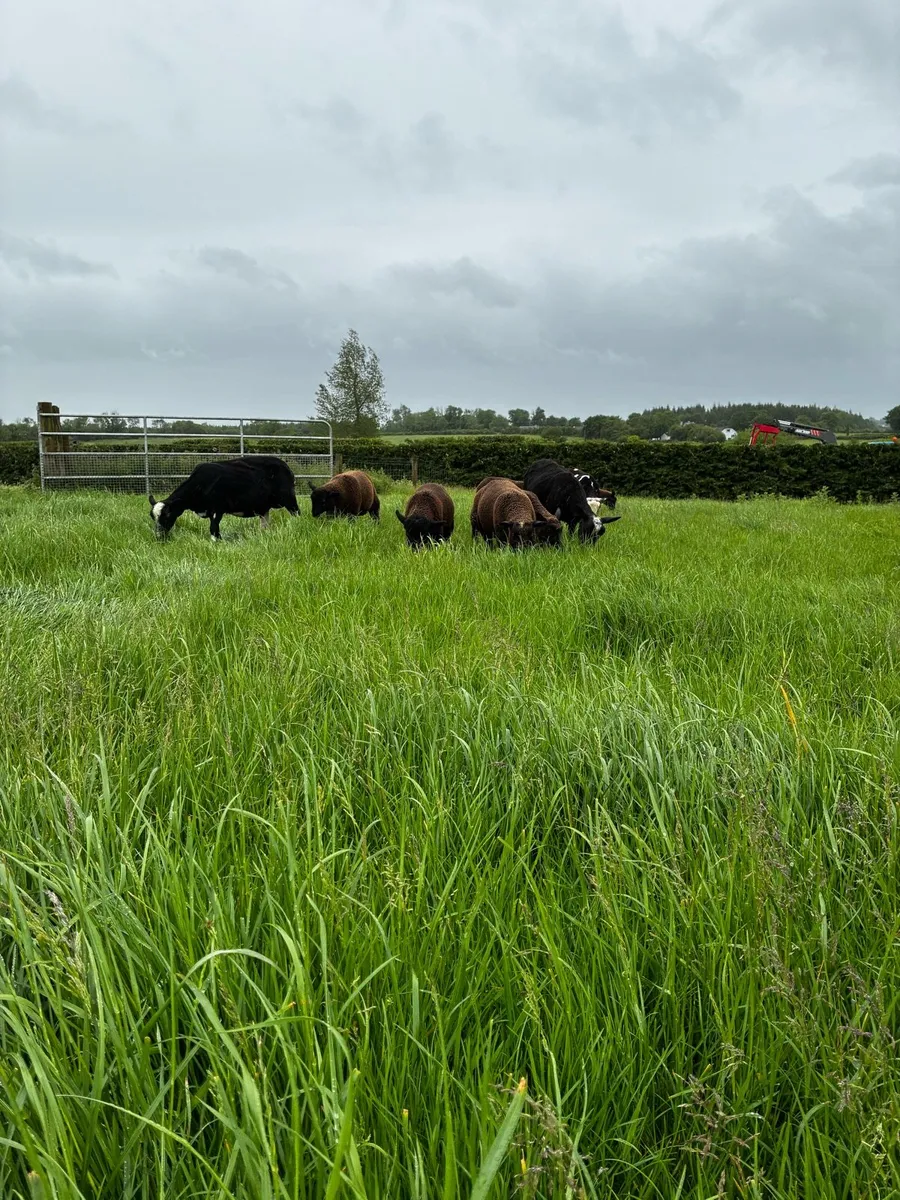 Zwartable ewes - Image 1