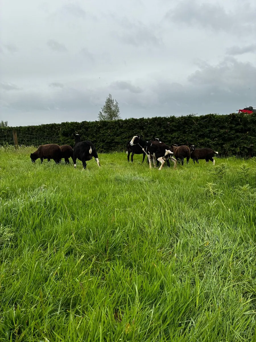 Zwartable ewes - Image 2