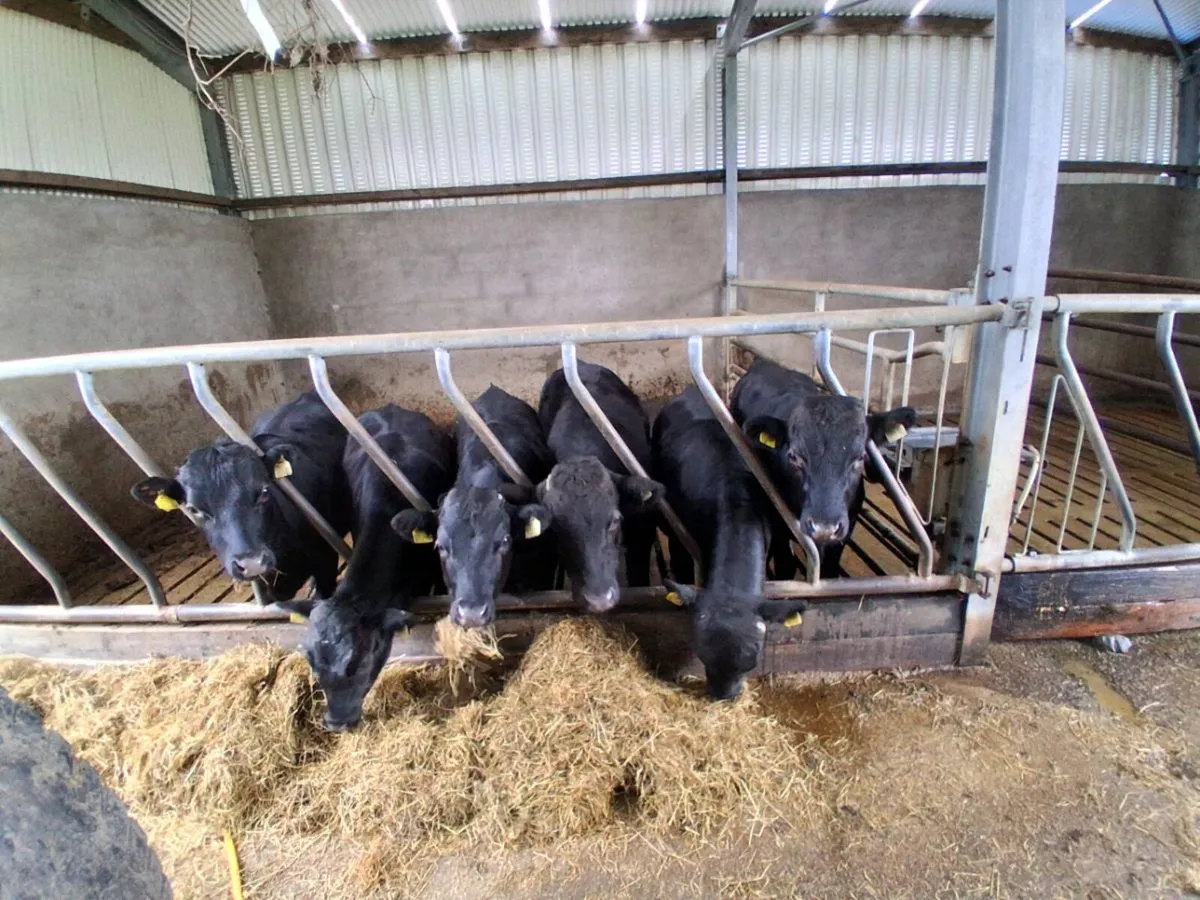 Dexter heifers and bullucks - Image 2