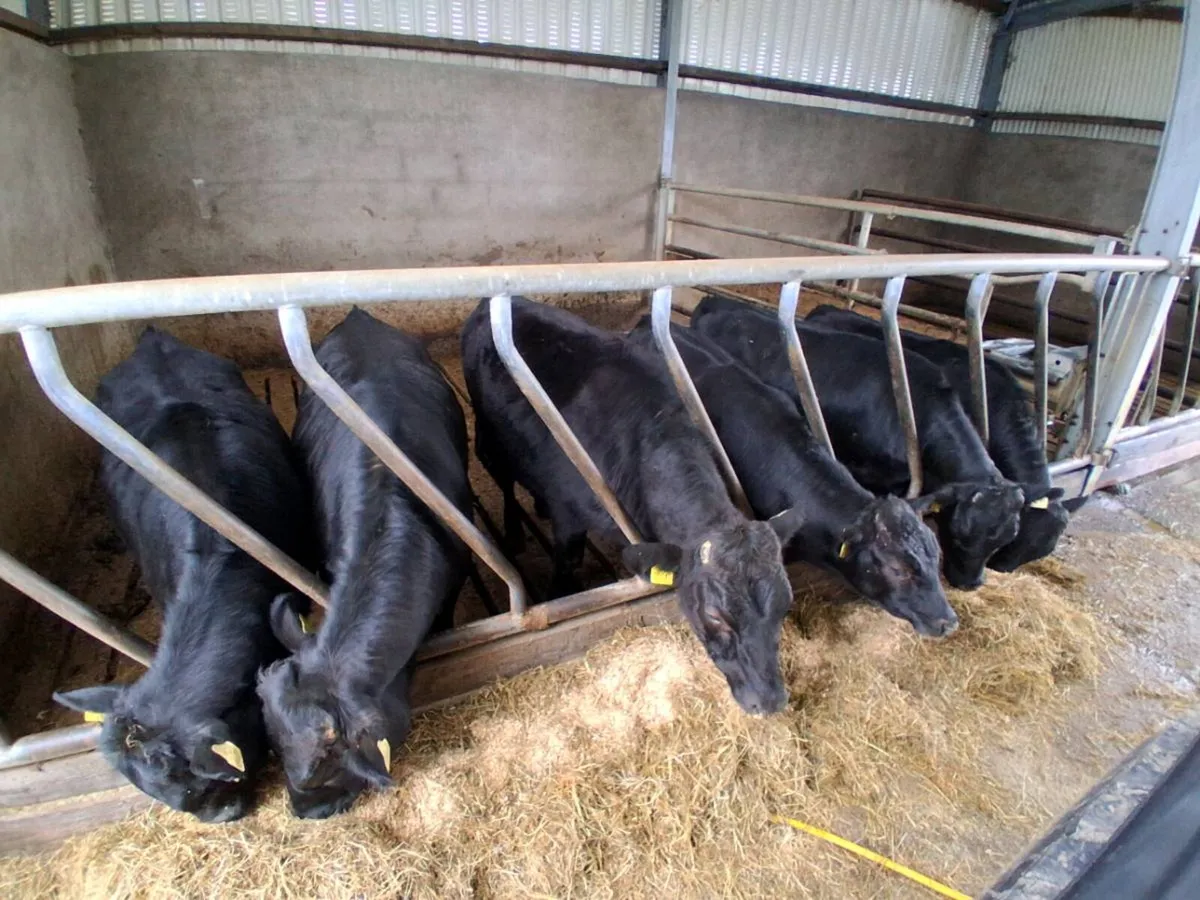 Dexter heifers and bullucks - Image 3