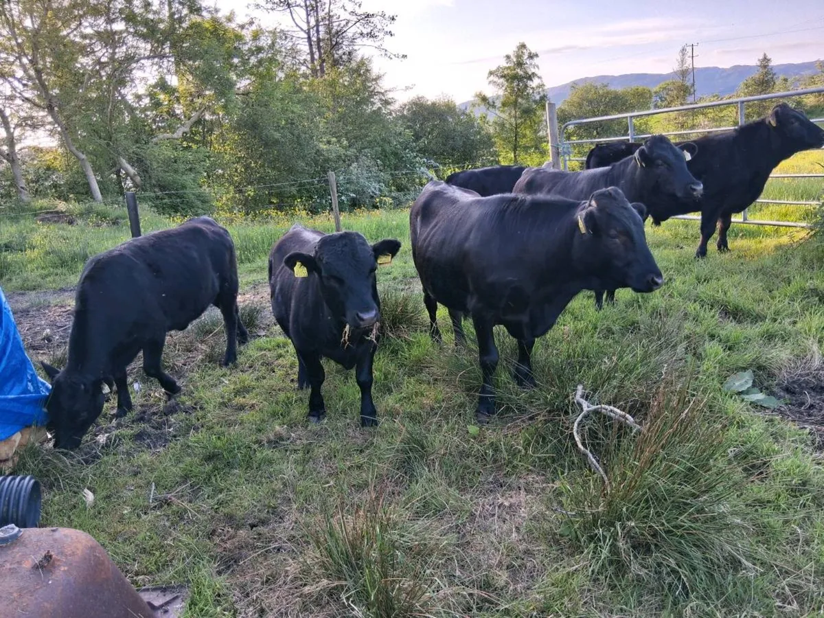 Dexter heifers and bullucks - Image 4
