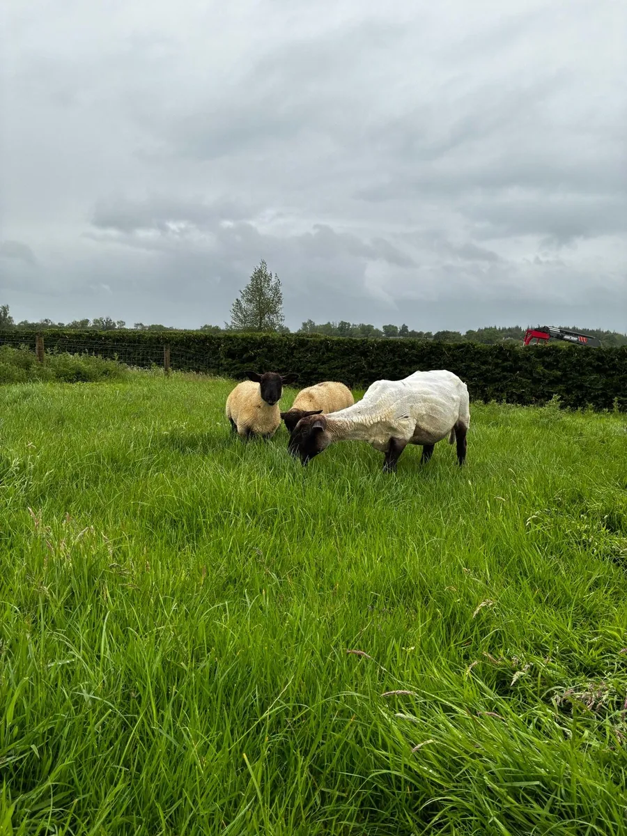 Suffolk ewe and lambs - Image 2