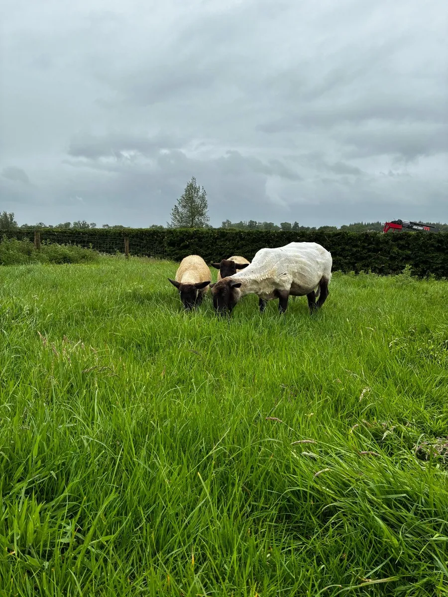 Suffolk ewe and lambs - Image 3