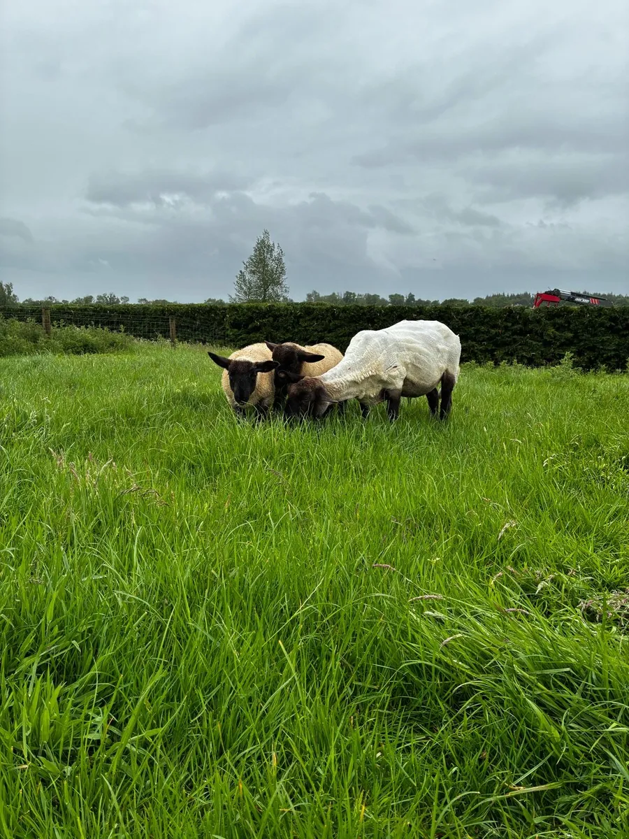 Suffolk ewe and lambs - Image 1