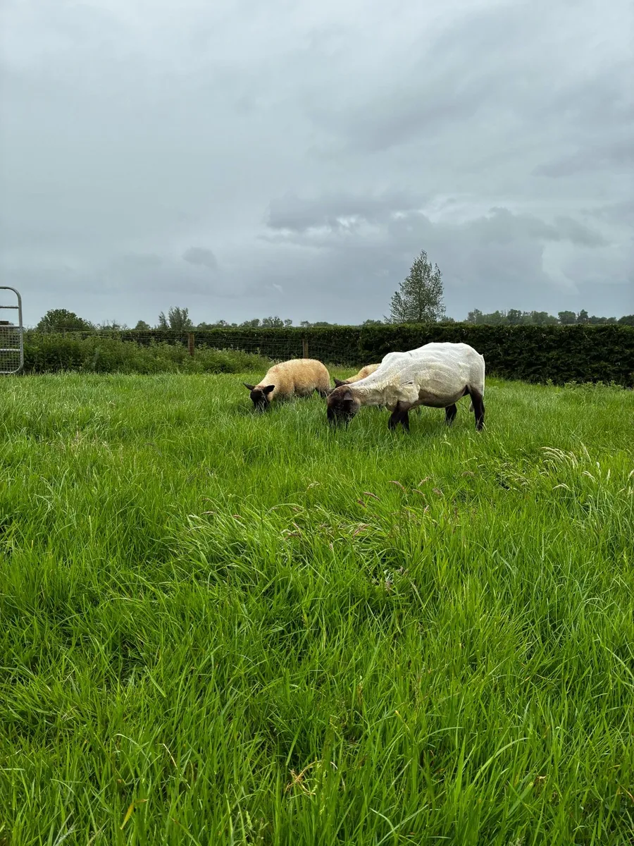 Suffolk ewe and lambs - Image 4