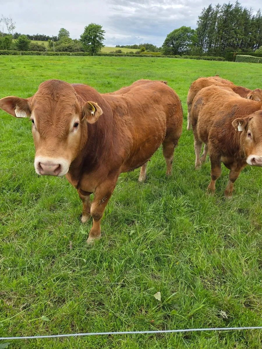 Pedigree Registered Limousin Bulls - Image 3