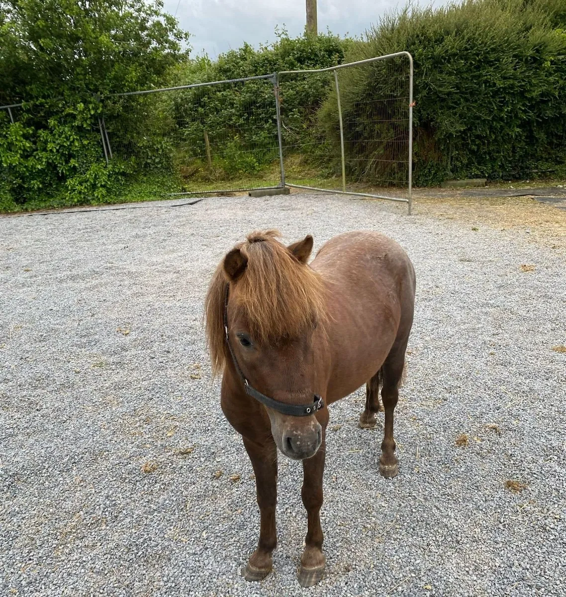 Miniature Pony for sale - Image 1