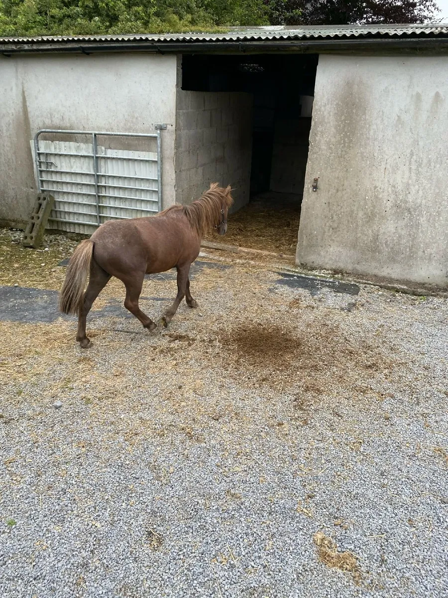 Miniature Pony for sale - Image 3