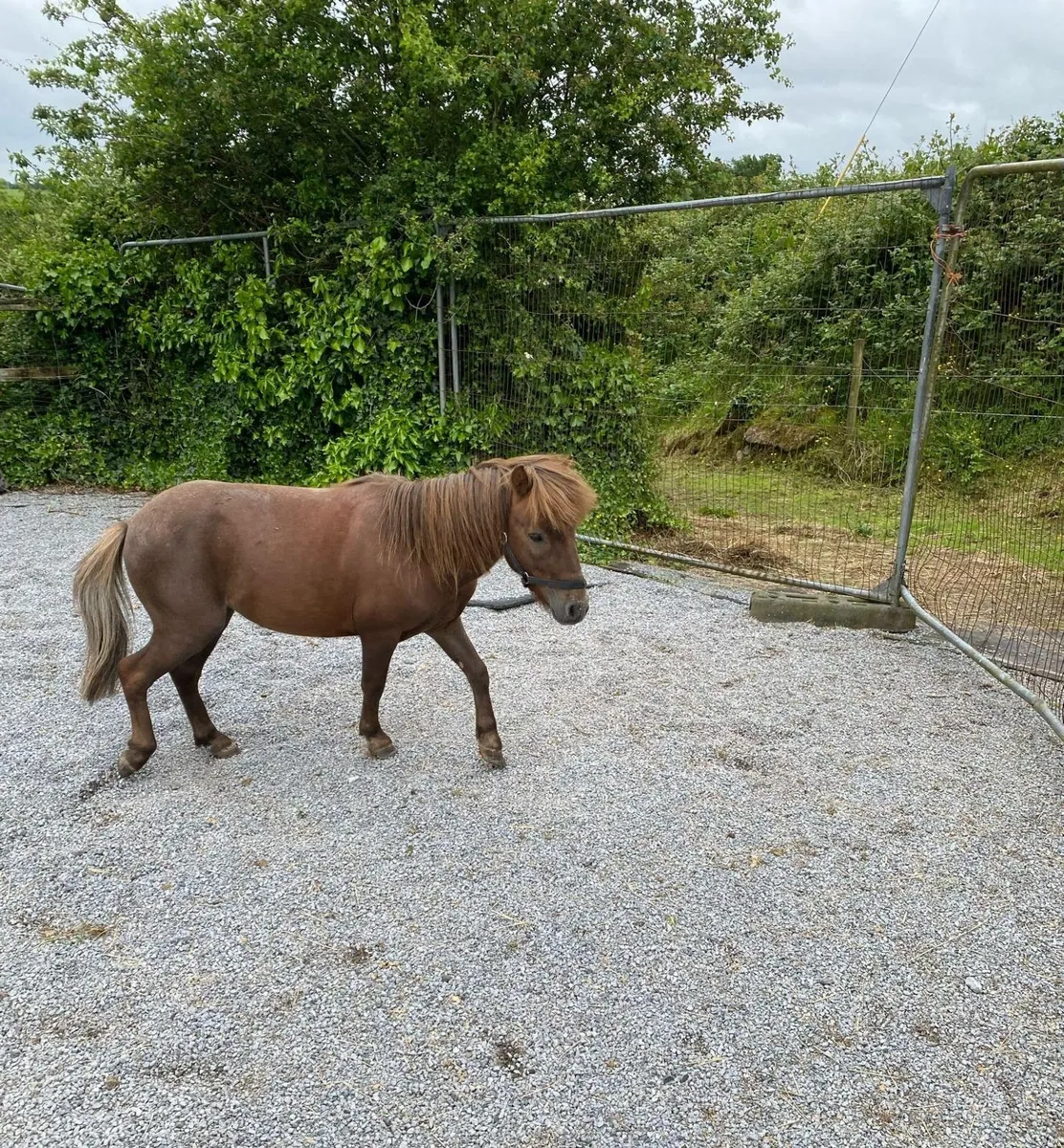 Miniature Pony for sale - Image 2