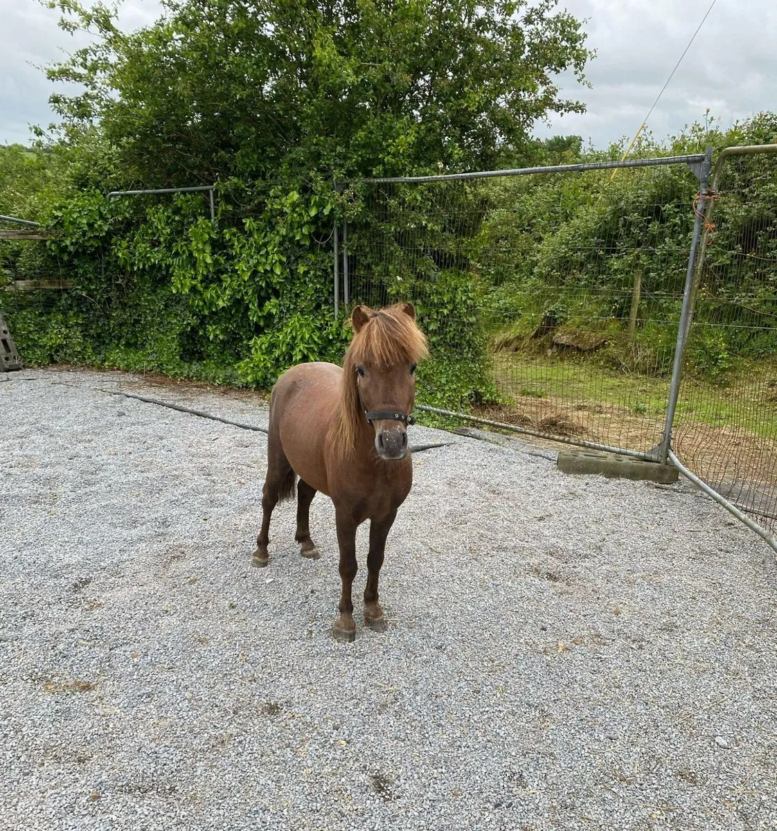 Miniature Pony for sale - Image 4