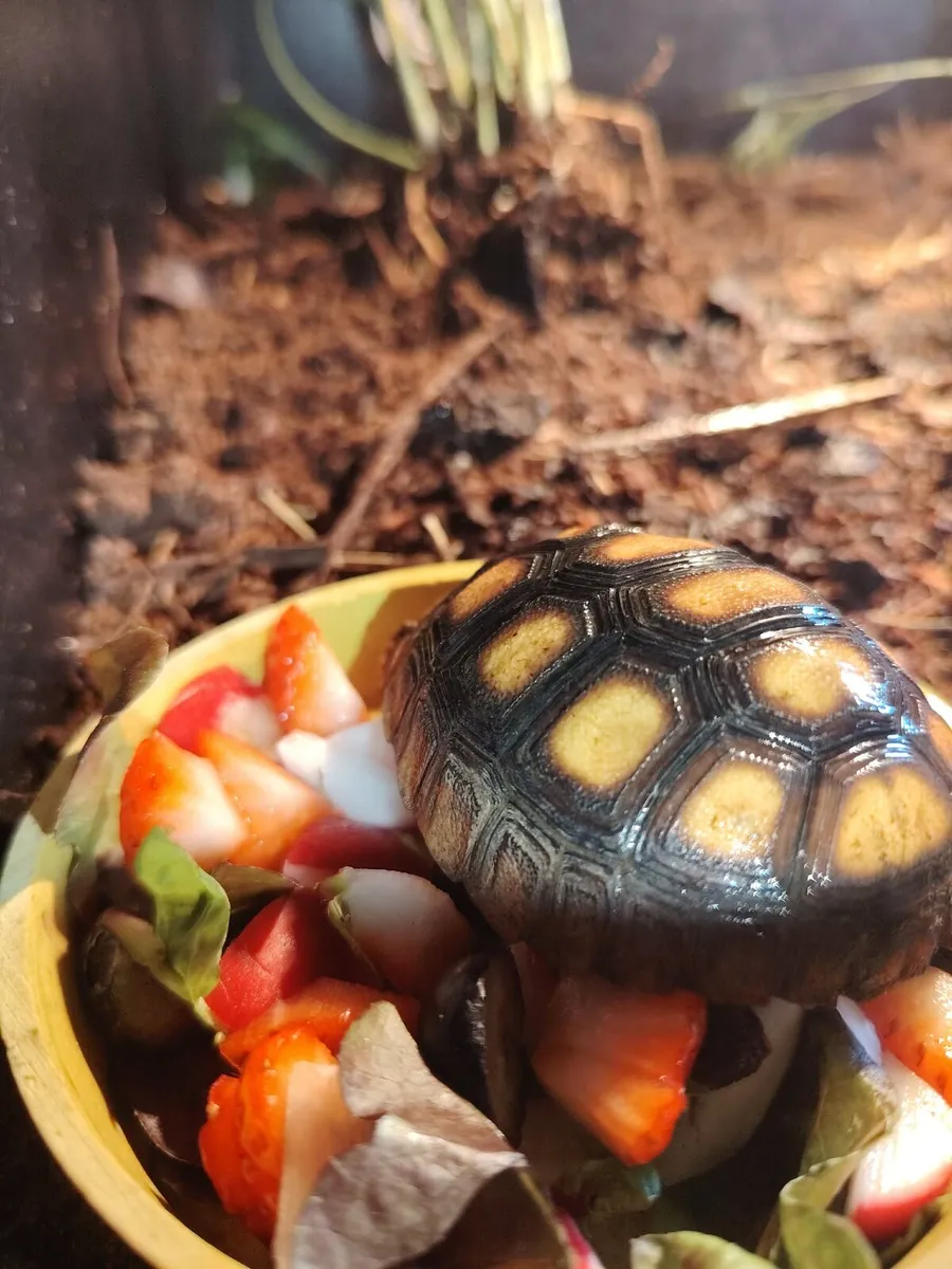 Cherry Head Tortoise - Image 1