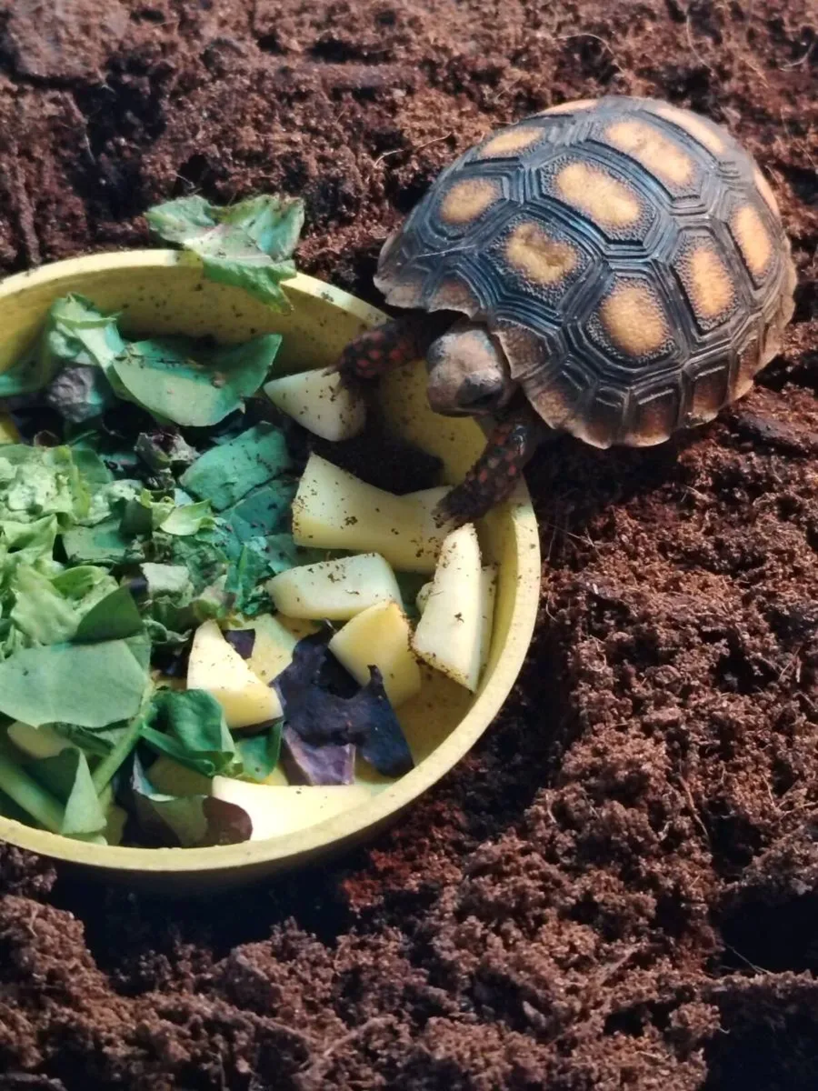 Cherry Head Tortoise - Image 4