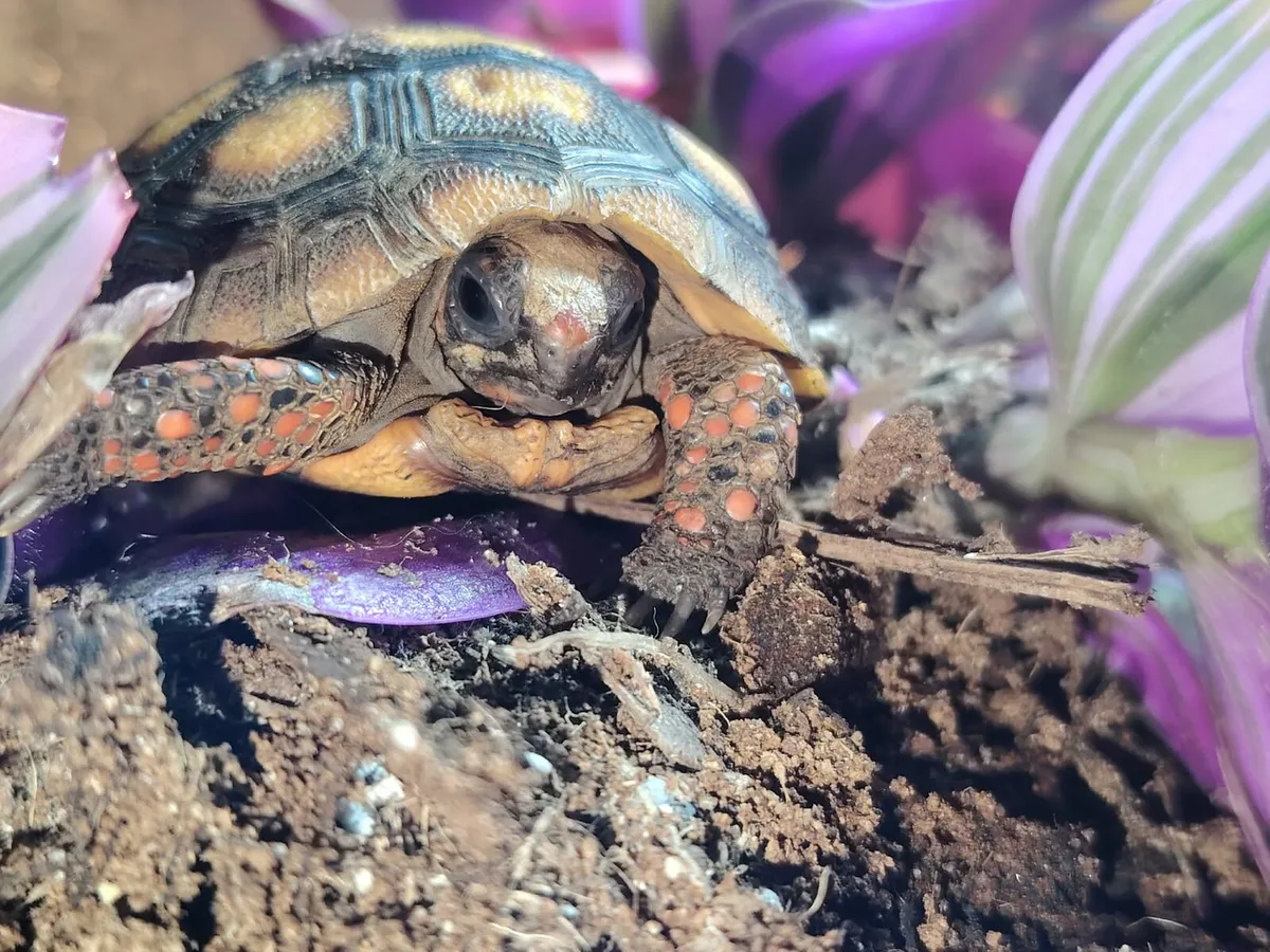 Cherry Head Tortoise - Image 2