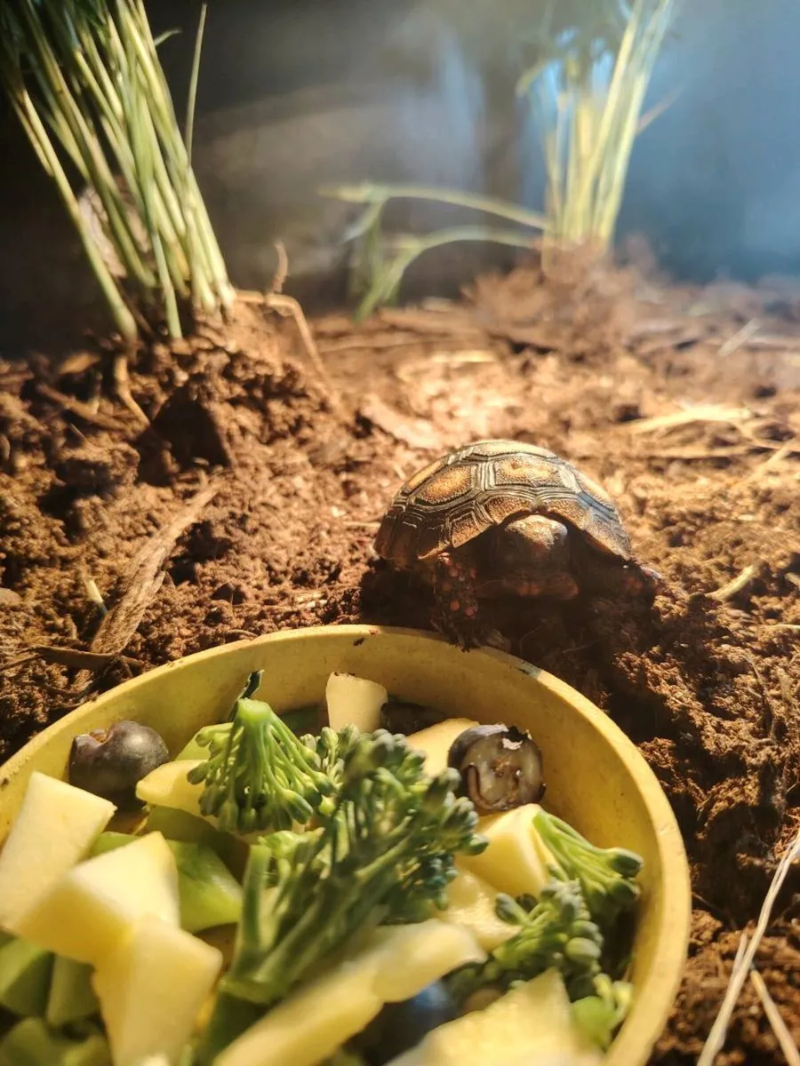 Cherry Head Tortoise - Image 3