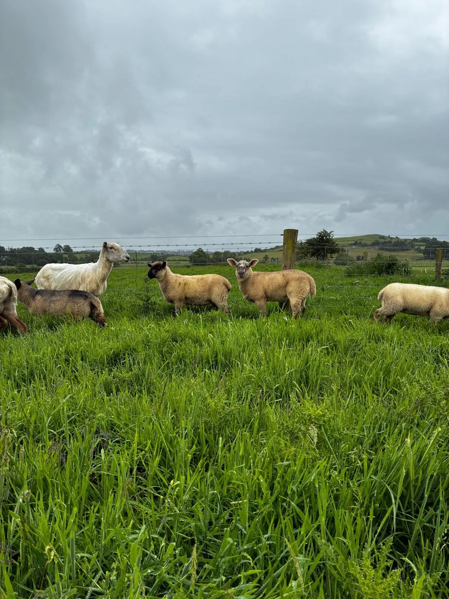 Ewes and lambs - Image 1