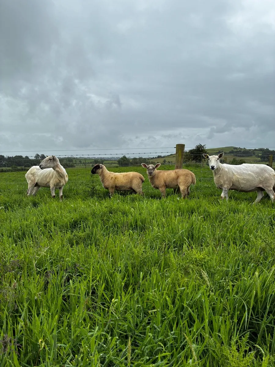Ewes and lambs - Image 2