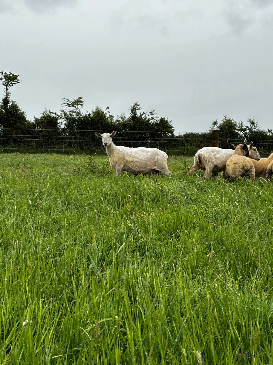 Ewes and lambs - Image 4