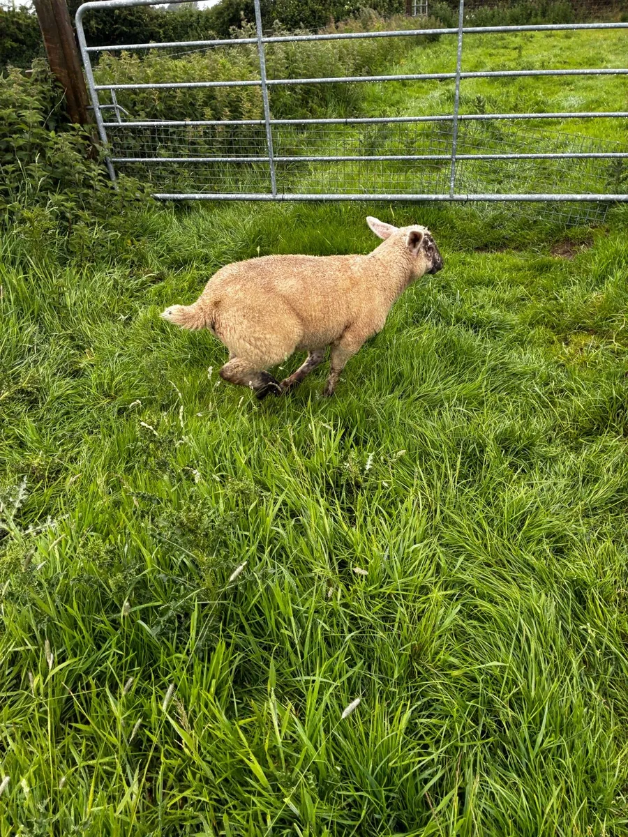 Ewes and lambs - Image 3