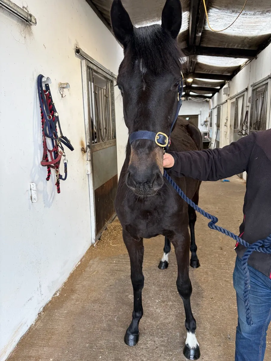2YO ISH Filly’s - Image 4