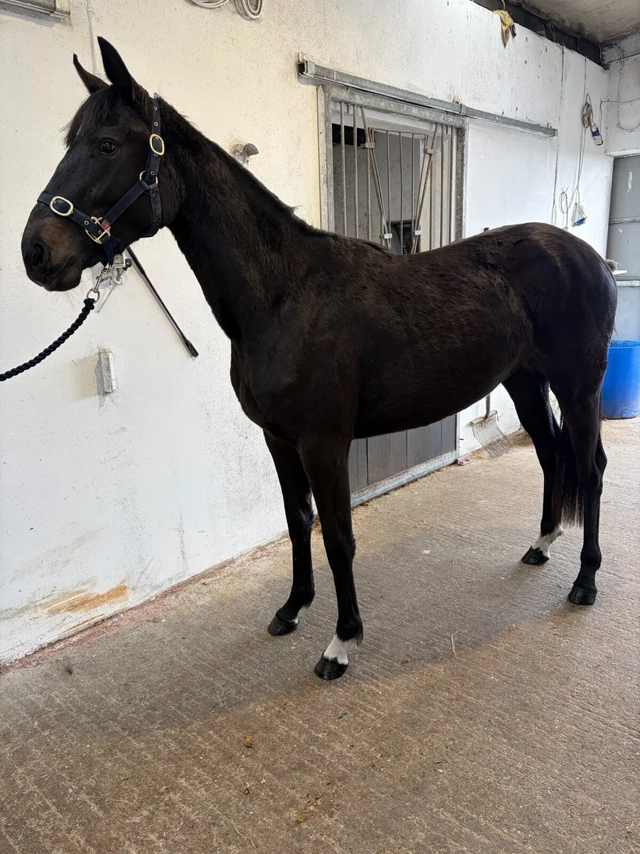 2YO ISH Filly’s - Image 3