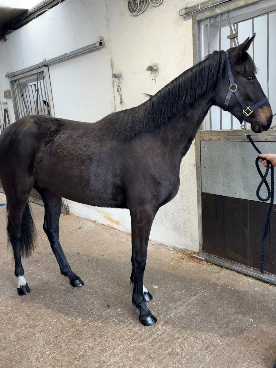 2YO ISH Filly’s - Image 2