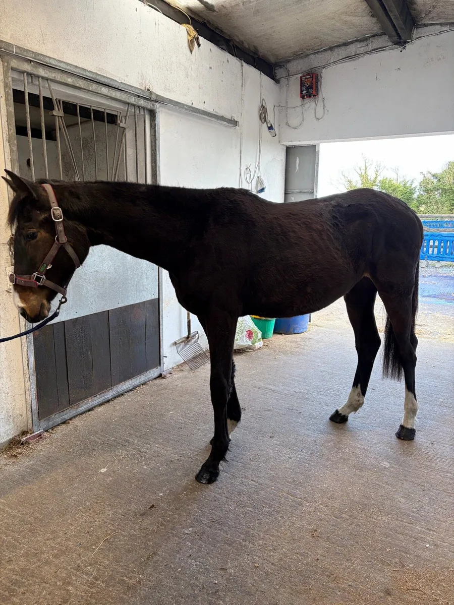 2YO ISH Filly’s - Image 1