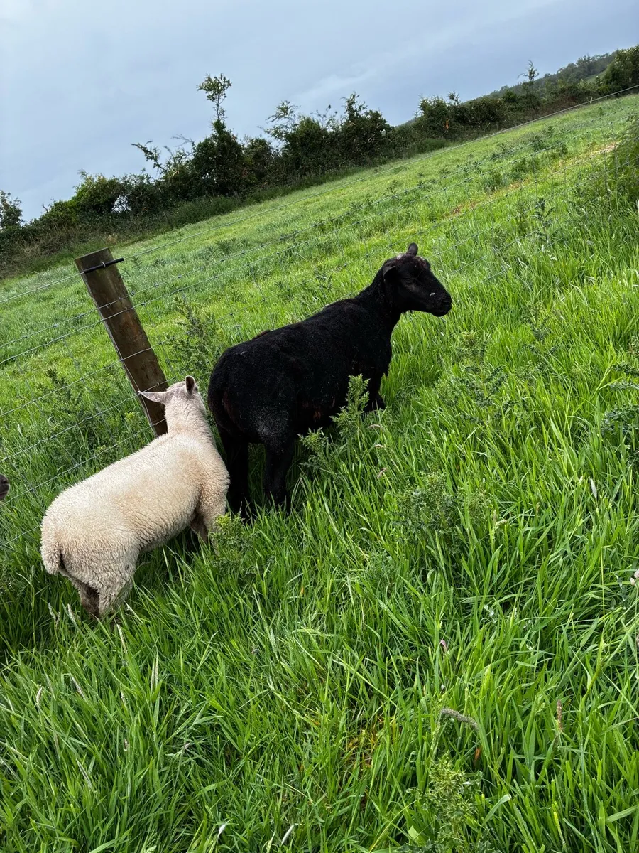 Ewes and lambs - Image 3