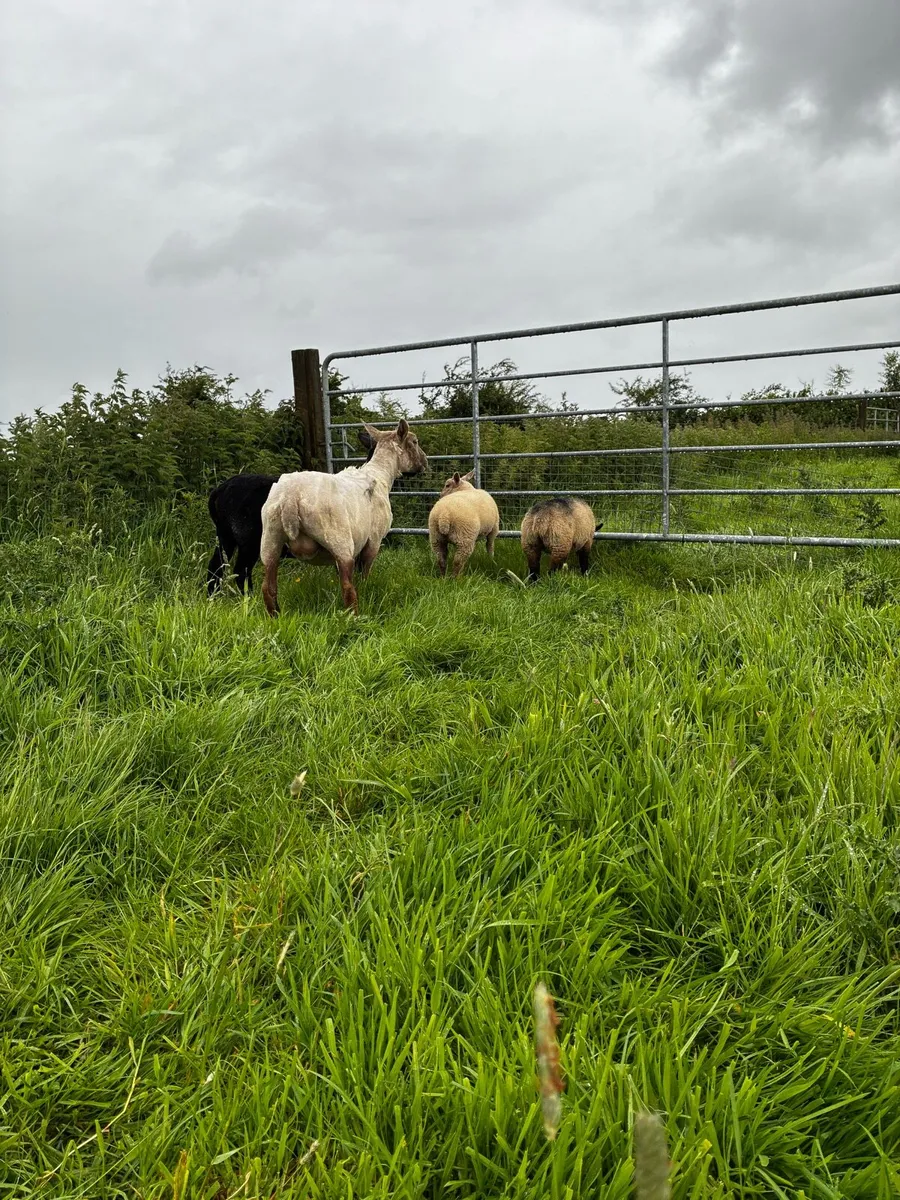 Ewes and lambs - Image 4