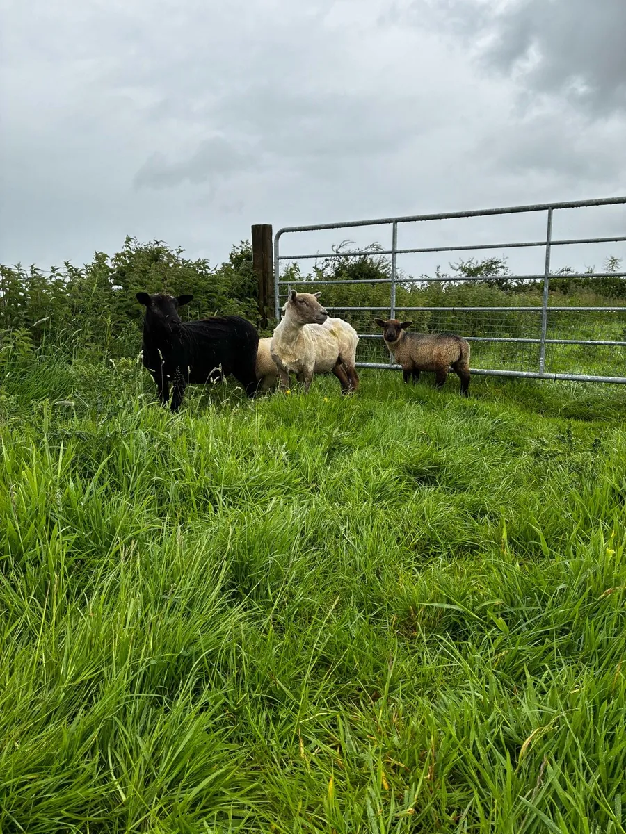 Ewes and lambs - Image 1