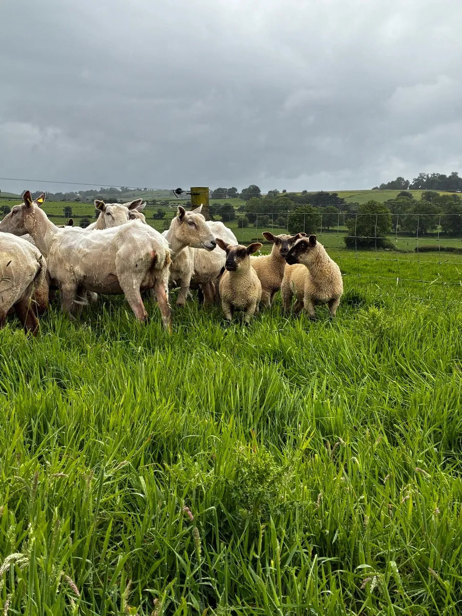 Ewes and lambs - Image 2