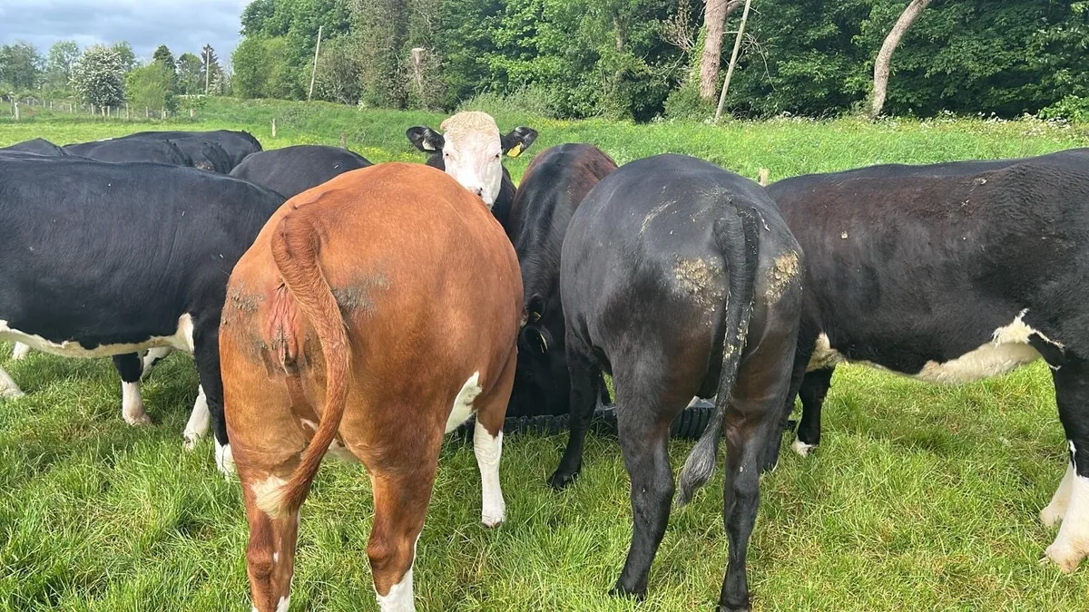 19 Heifers - Image 4