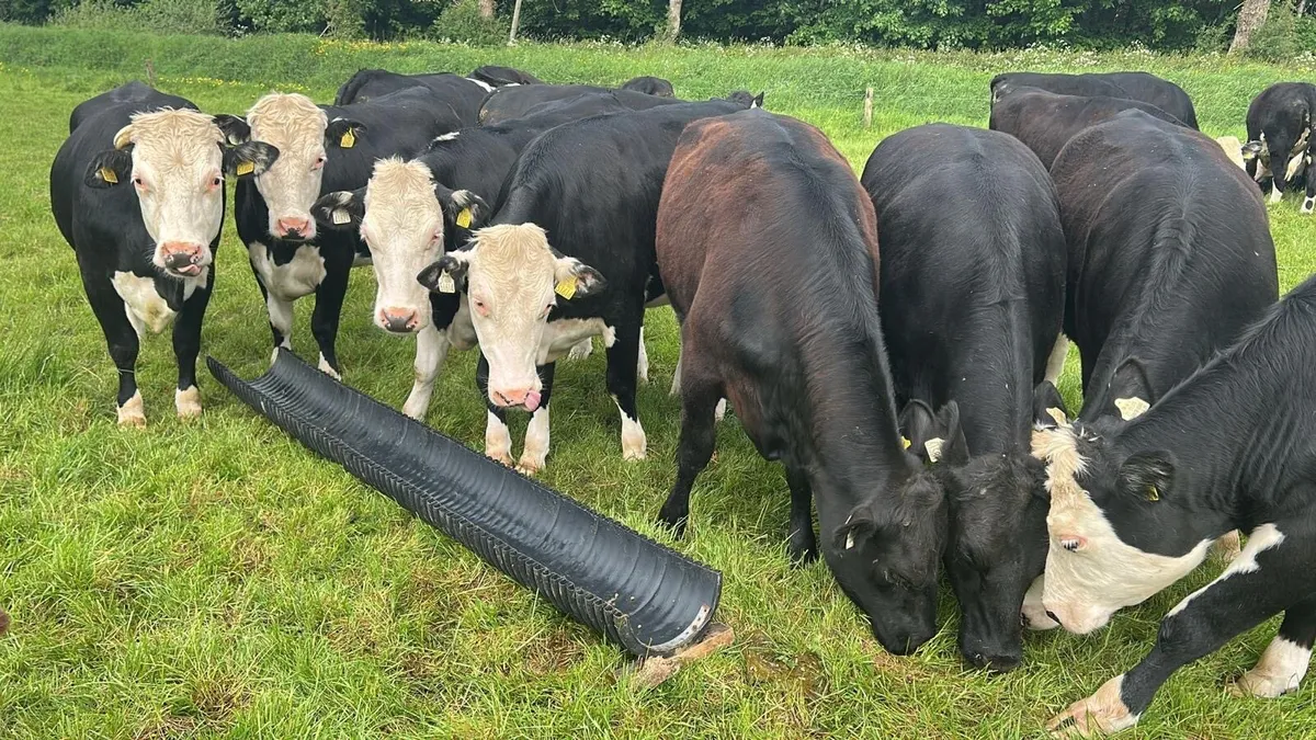 19 Heifers - Image 1