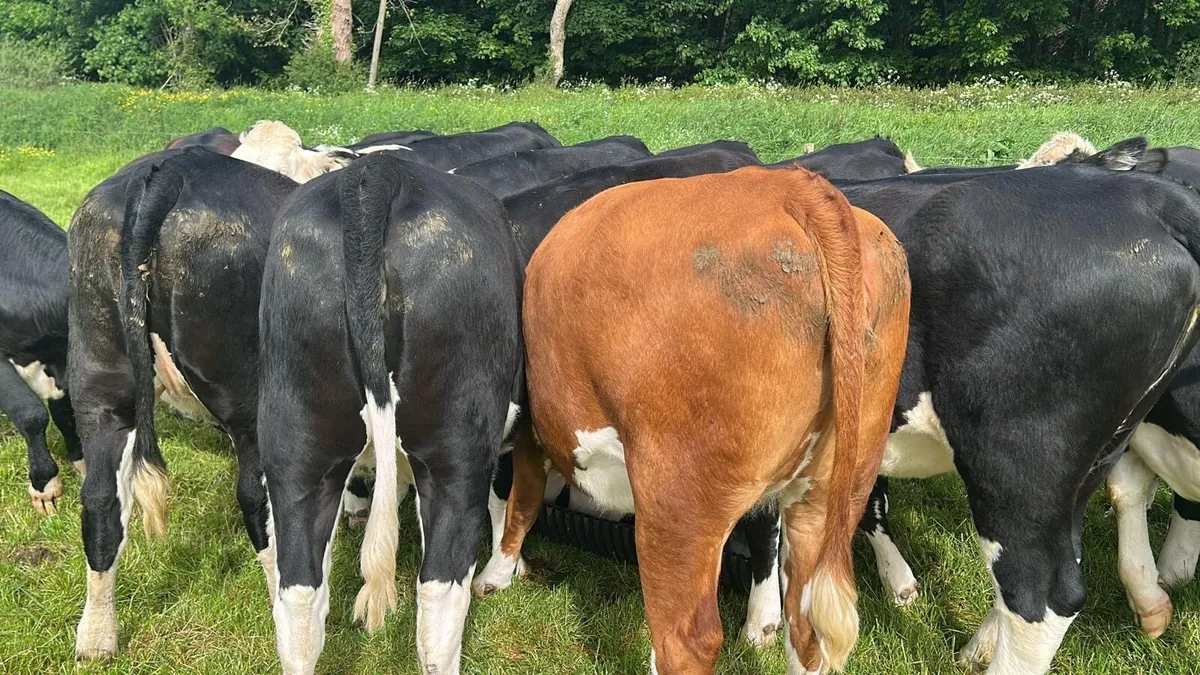 19 Heifers - Image 2