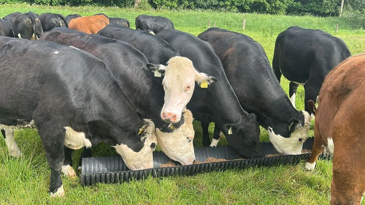 19 Heifers - Image 3