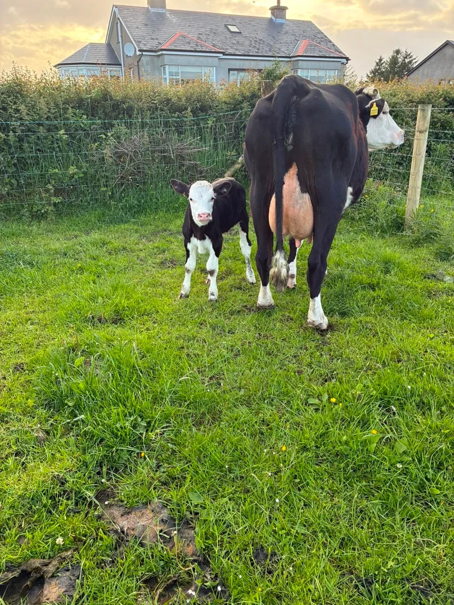 Hereford Cow and Calf - Image 2