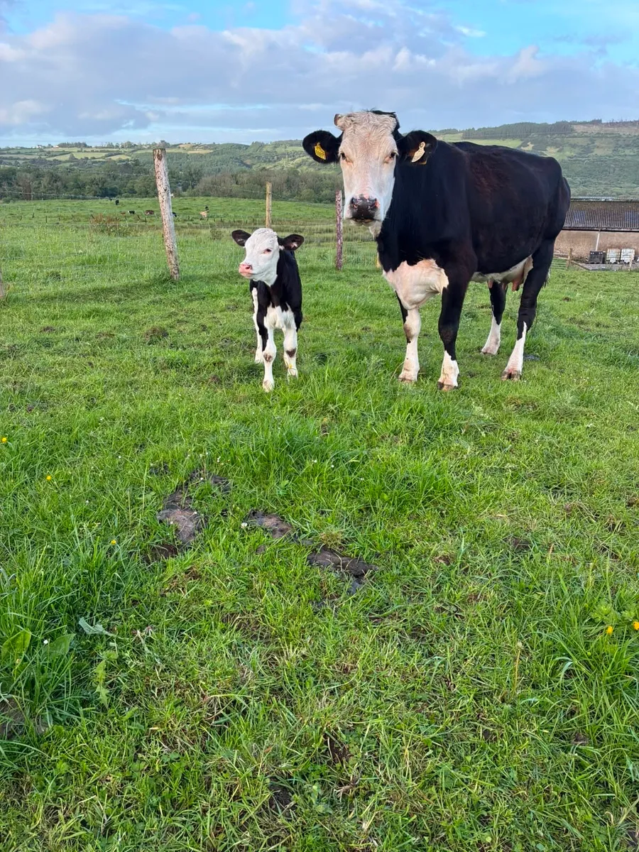 Hereford Cow and Calf - Image 1