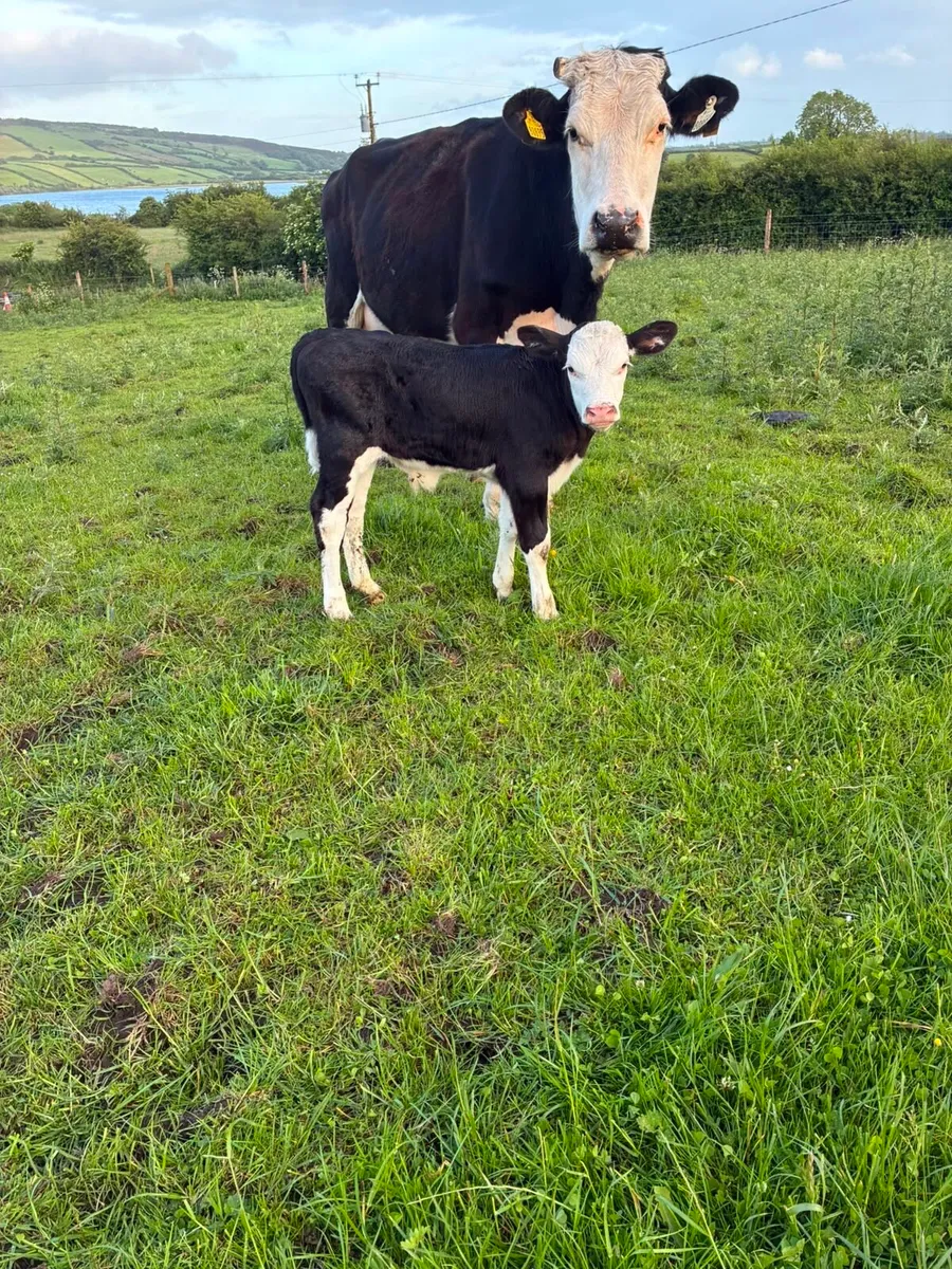 Hereford Cow and Calf - Image 3
