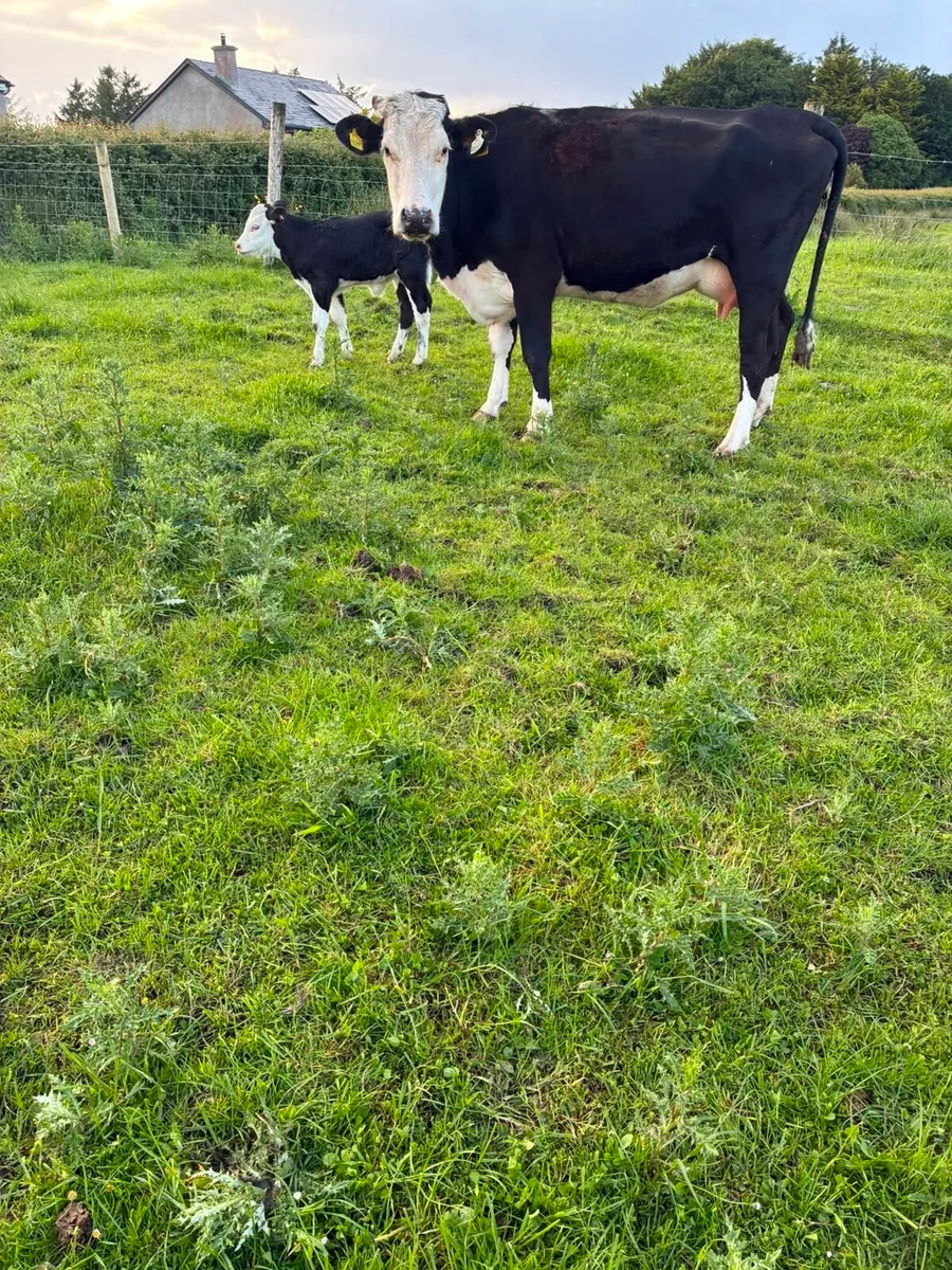 Hereford Cow and Calf - Image 4