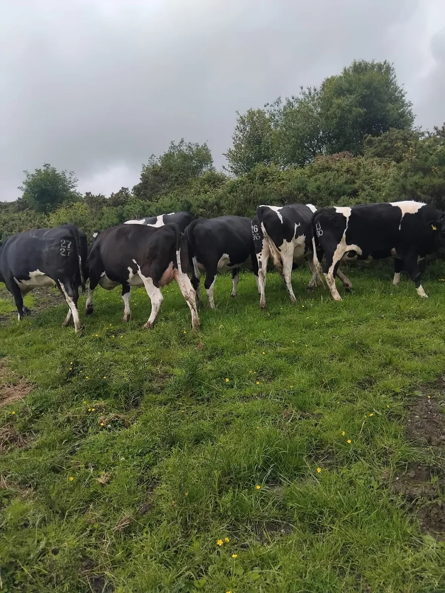 Br freisan incalf heifers - Image 1