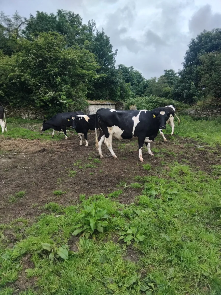Br freisan incalf heifers - Image 2