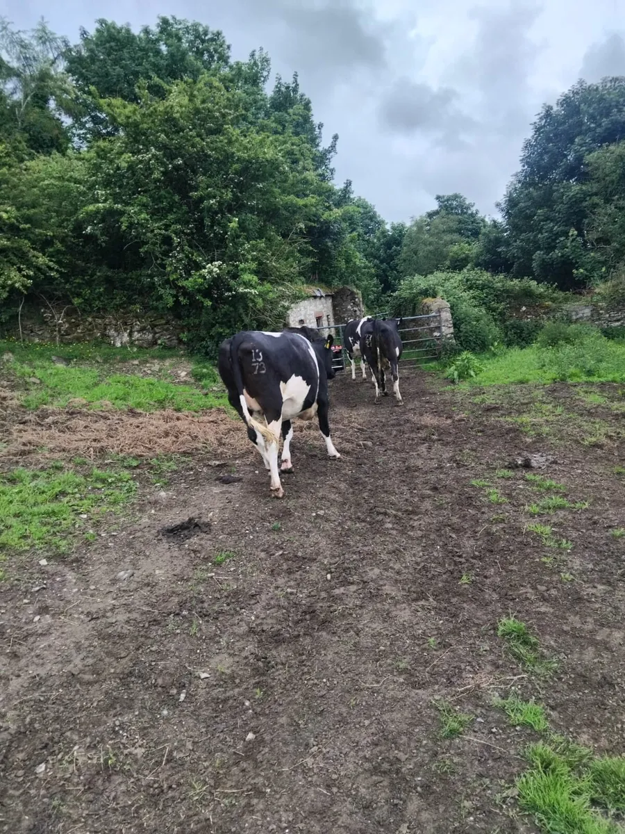 Br freisan incalf heifers - Image 3