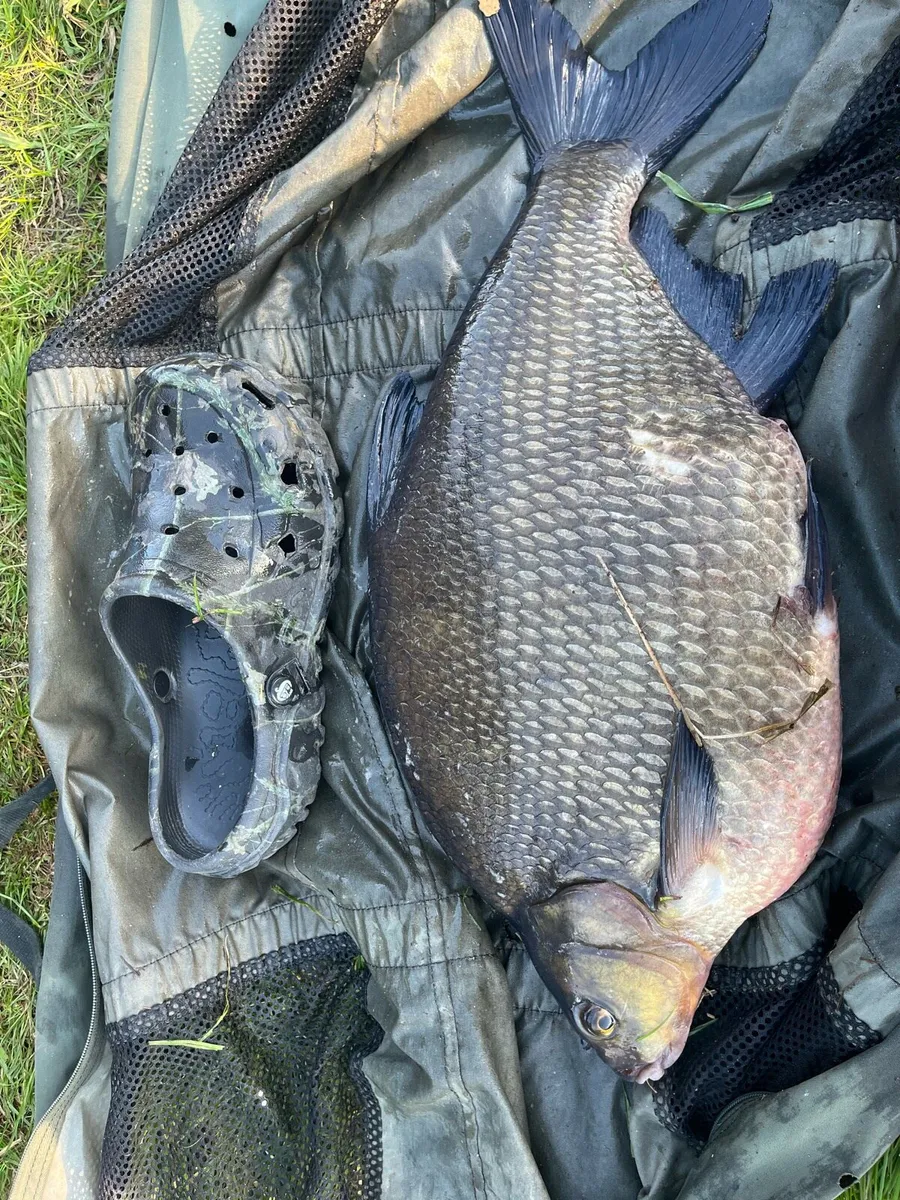 2 Korum Tench/Barbel rods - Image 2